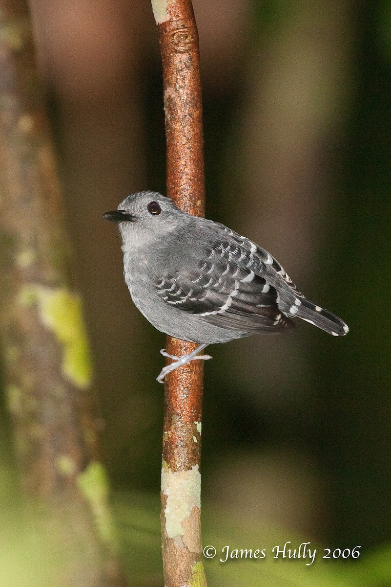 Common Scale-backed Antbird - Jim Hully