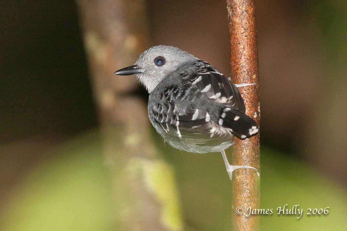 Common Scale-backed Antbird - Jim Hully