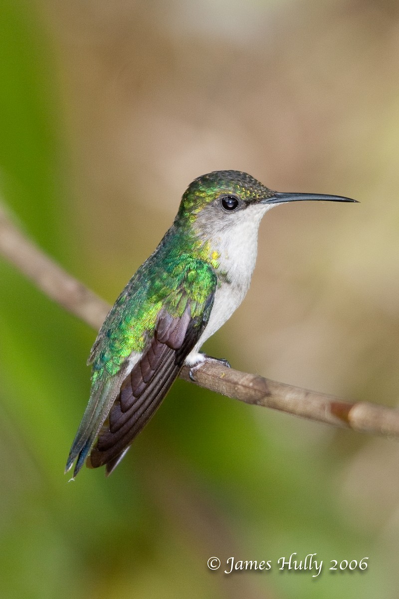 kolibřík nymfový - ML274539471