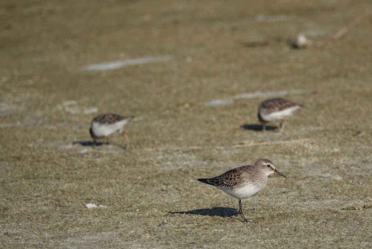 White-rumped Sandpiper - ML274540921