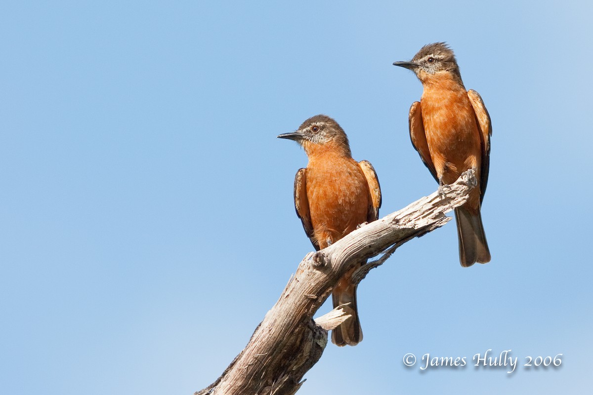 Cliff Flycatcher - ML274541011