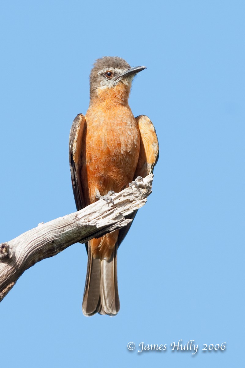 Cliff Flycatcher - ML274541031