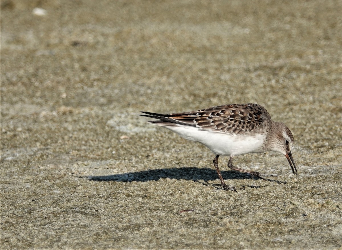 White-rumped Sandpiper - ML274541101