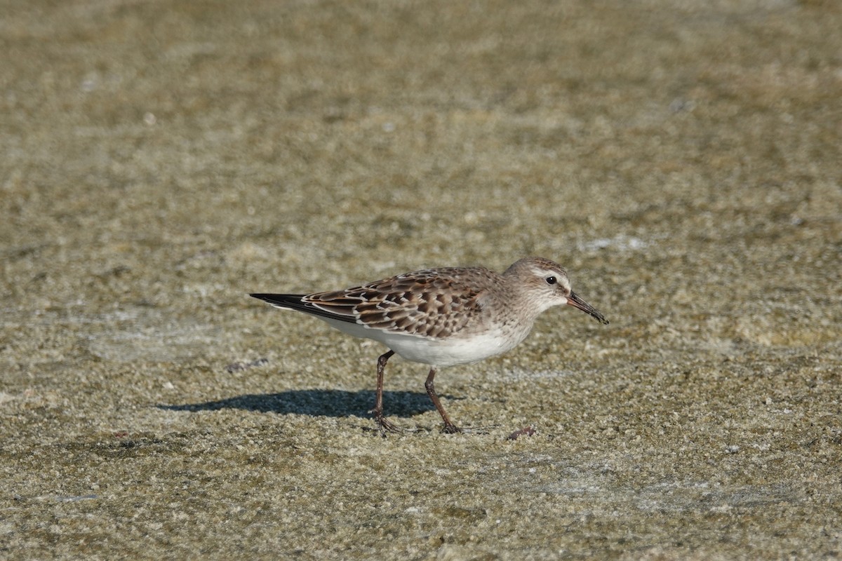 White-rumped Sandpiper - ML274541231