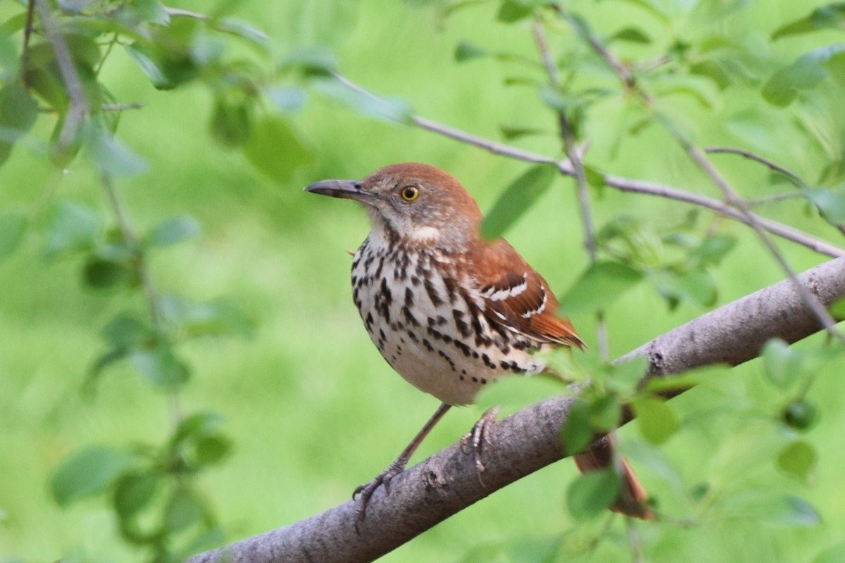 Brown Thrasher - ML27454171