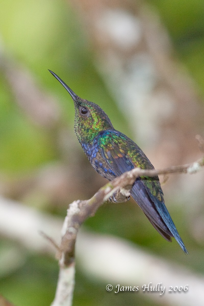 Fork-tailed Woodnymph - Jim Hully