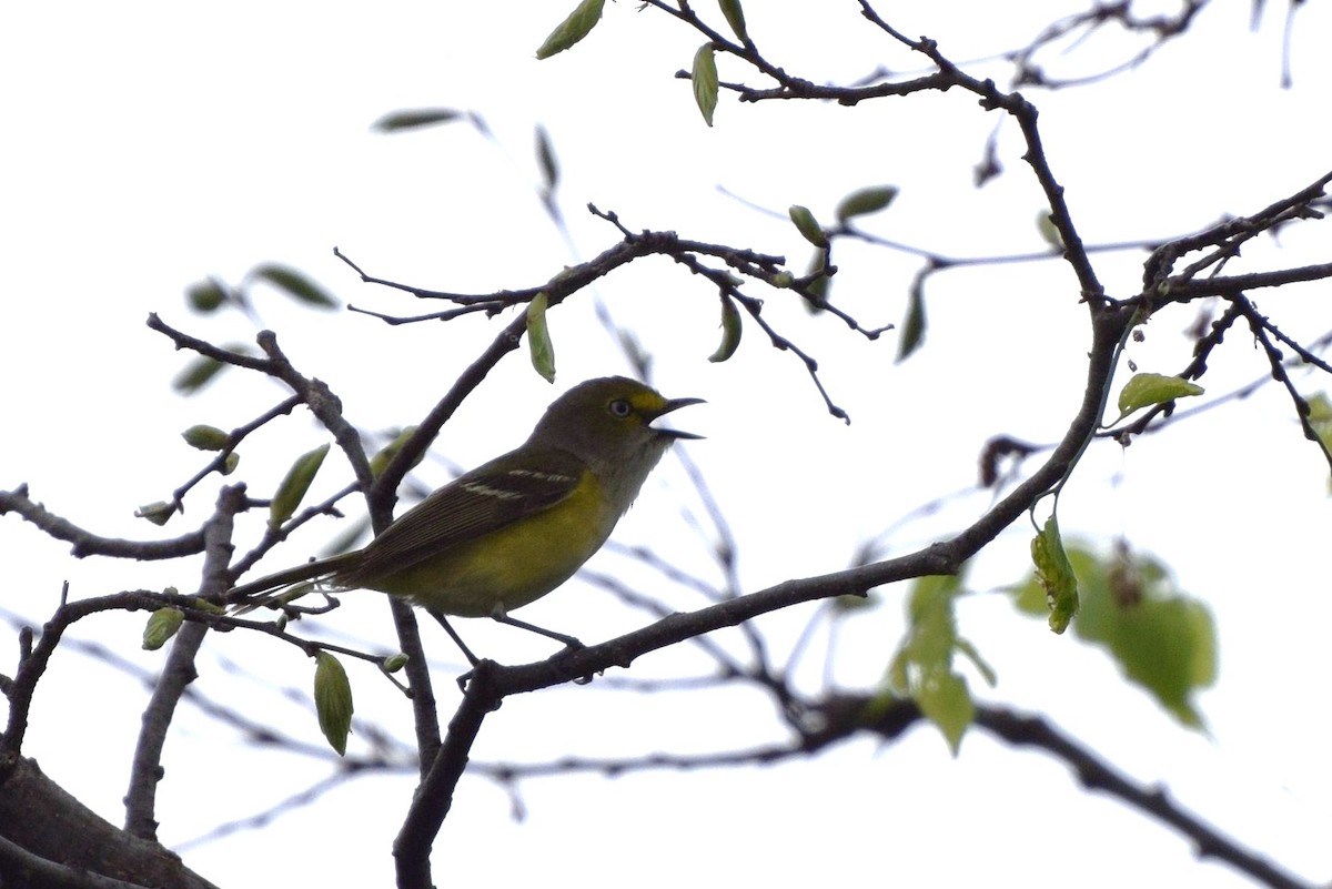 White-eyed Vireo - ML27454281