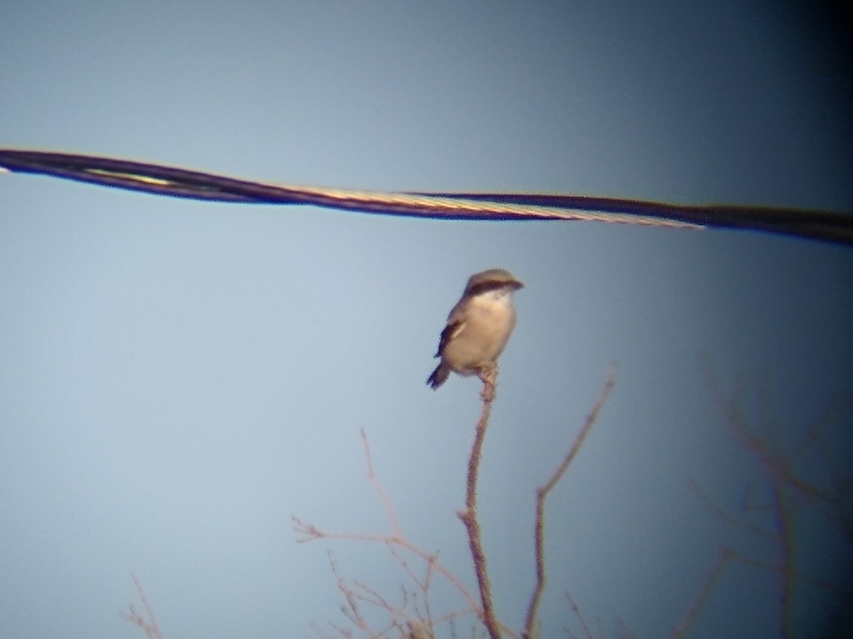 Loggerhead Shrike - ML274542811