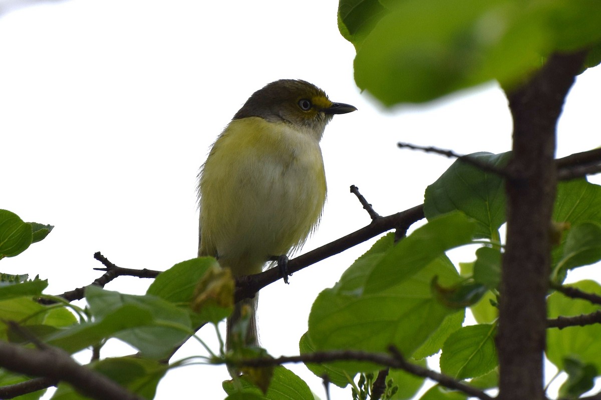 Ak Gözlü Vireo - ML27454301