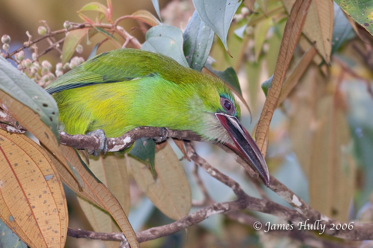 Tepui Toucanet - ML274545451