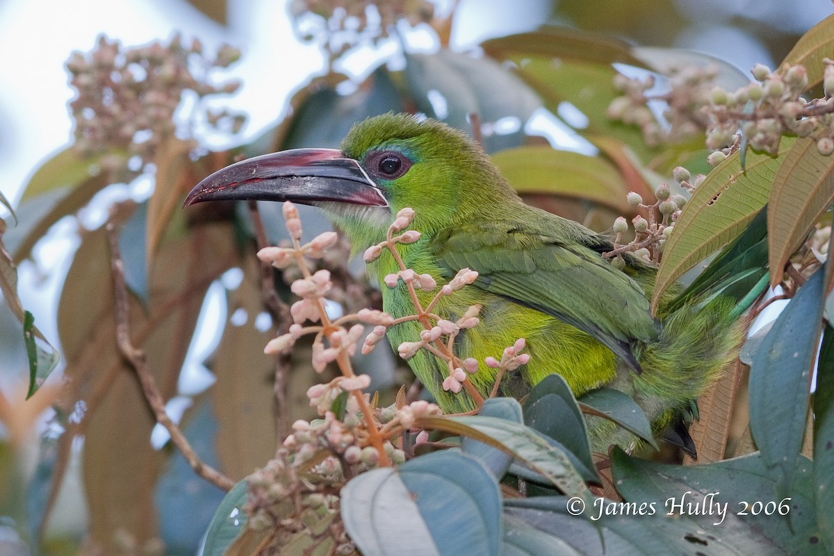 Tepui Toucanet - ML274545461