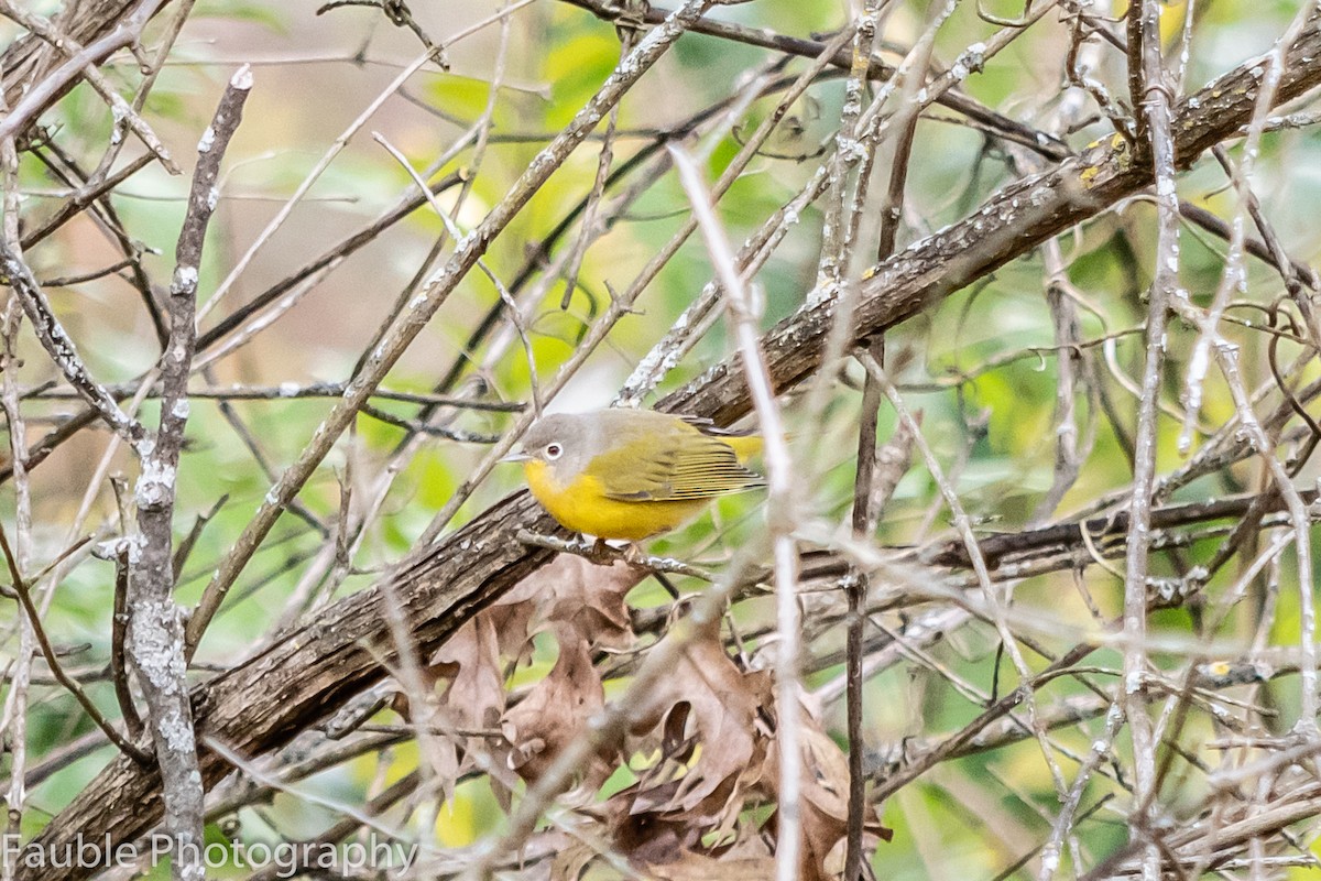 Nashville Warbler - ML274546891