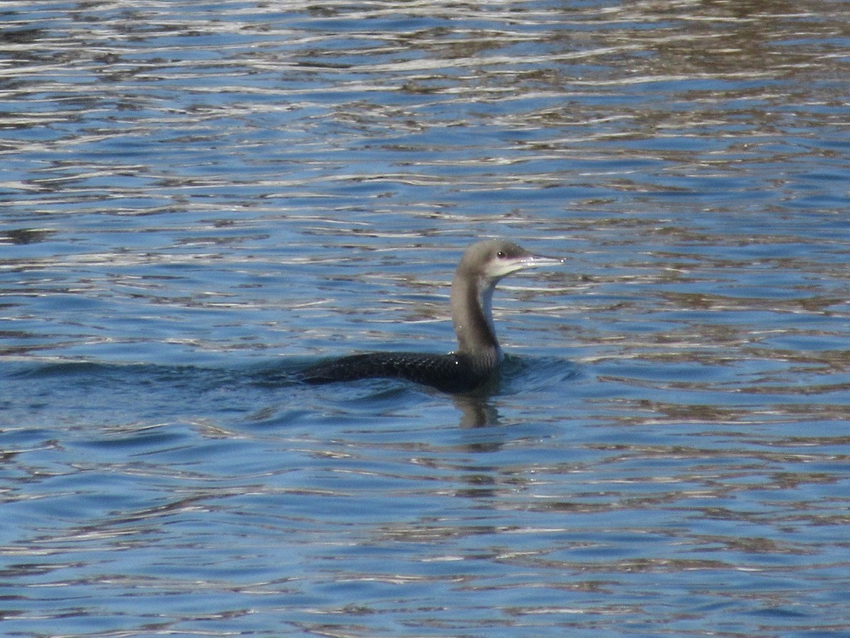 Pacific Loon - ML274550381