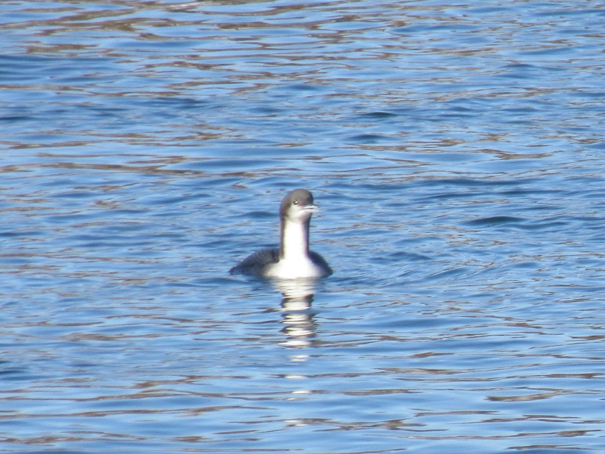 Pacific Loon - ML274550401