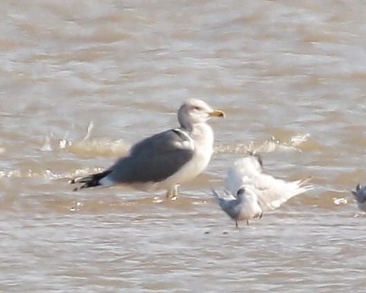 California Gull - ML274550541