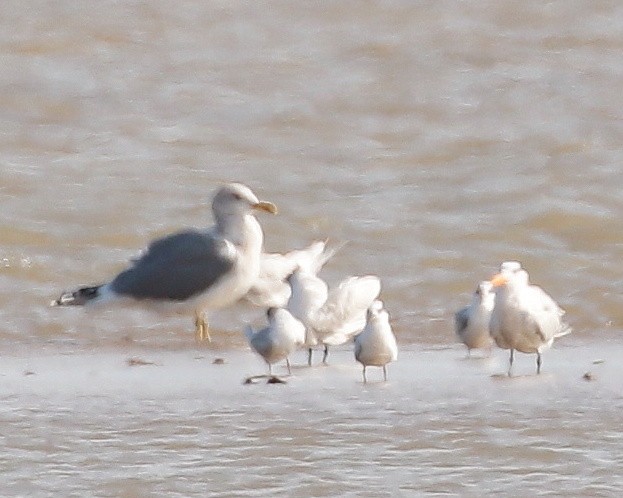 California Gull - jan liang