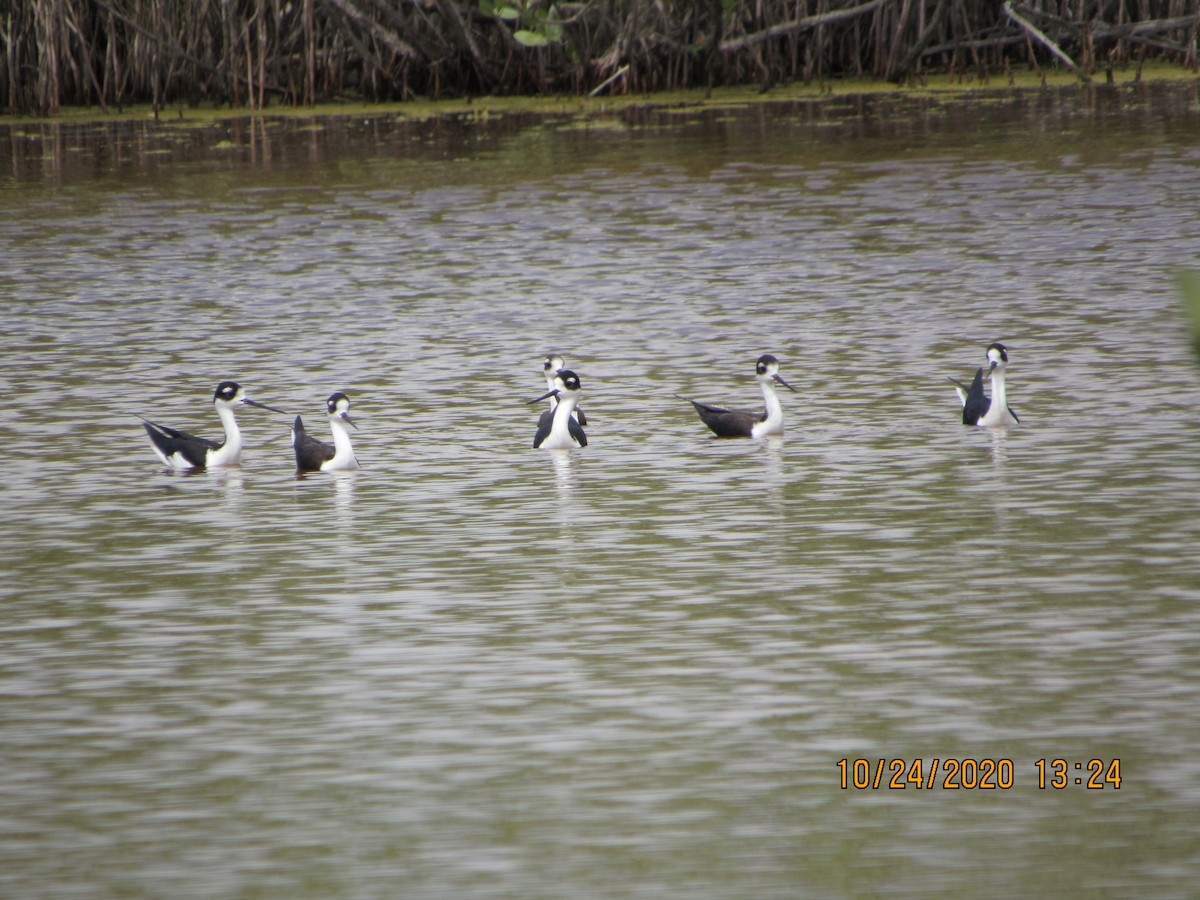 Black-necked Stilt - ML274550751