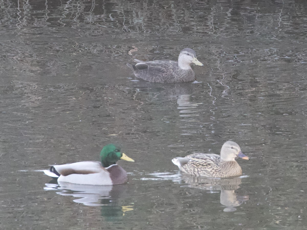 American Black Duck - RJ Baltierra