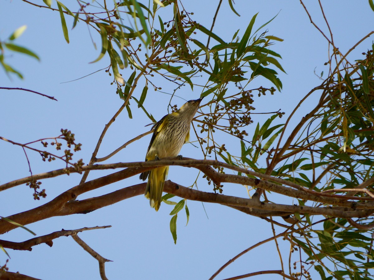 Eurasian Golden Oriole - ML274551801