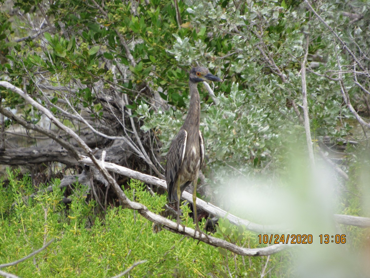 Yellow-crowned Night Heron - Vivian F. Moultrie