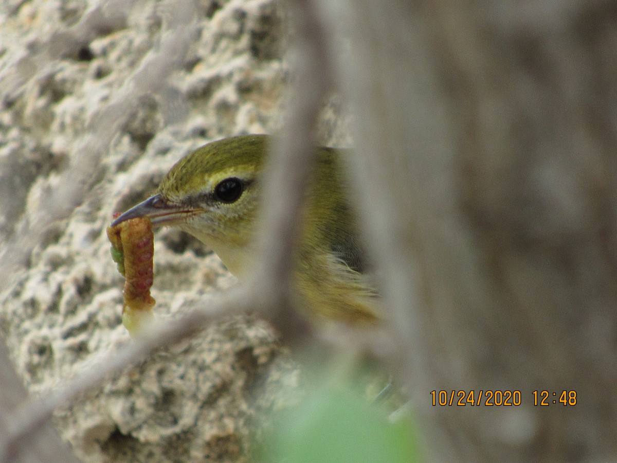 Bay-breasted Warbler - ML274555731