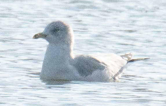 Ring-billed Gull - ML274557321