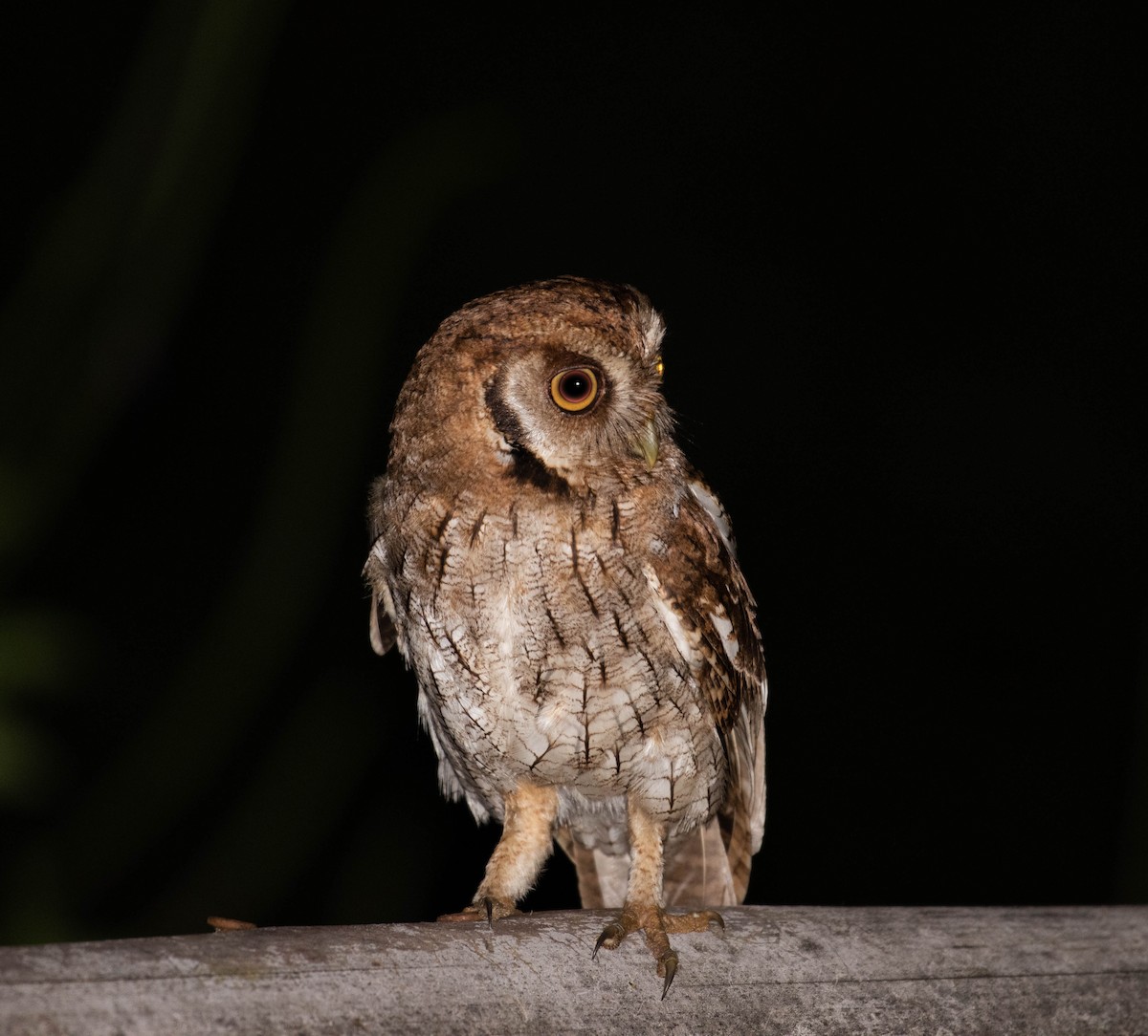 Tropical Screech-Owl - ML274557371