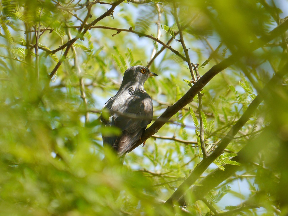 Common Cuckoo - ML274557431