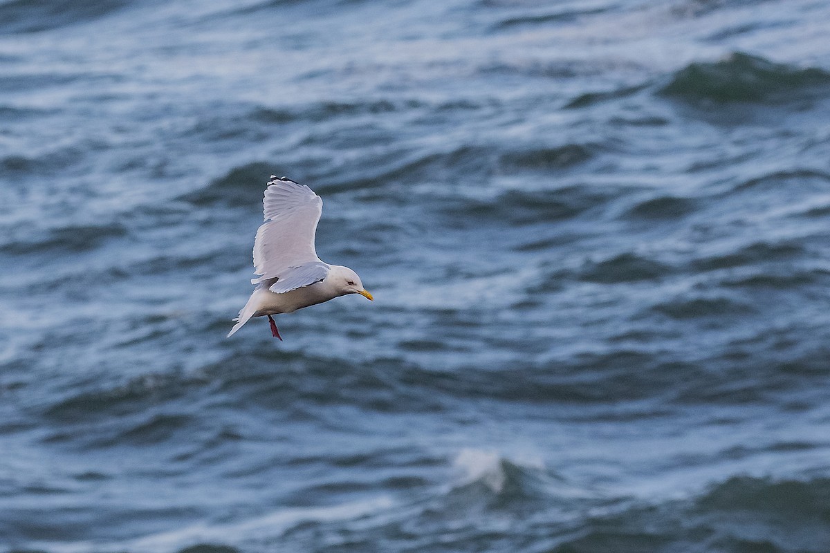 Iceland Gull (Thayer's) - Dorna Mojab