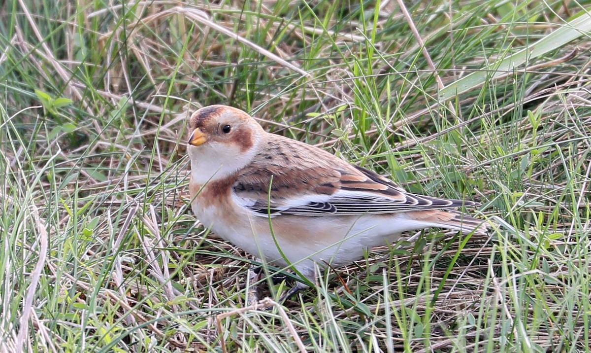 Snow Bunting - Charlotte Byers