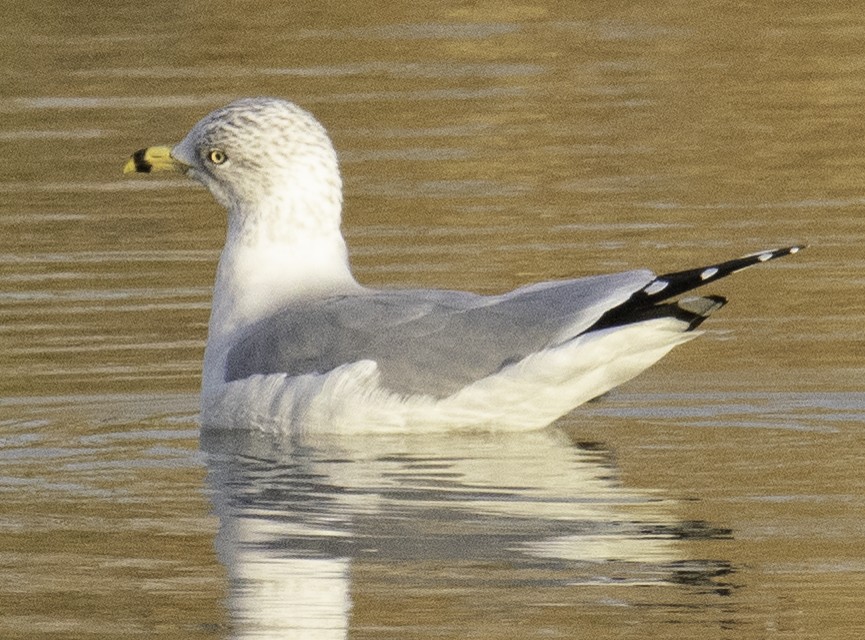 Ring-billed Gull - ML274558541