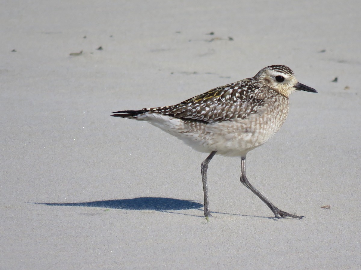 Pacific Golden-Plover - ML274558651