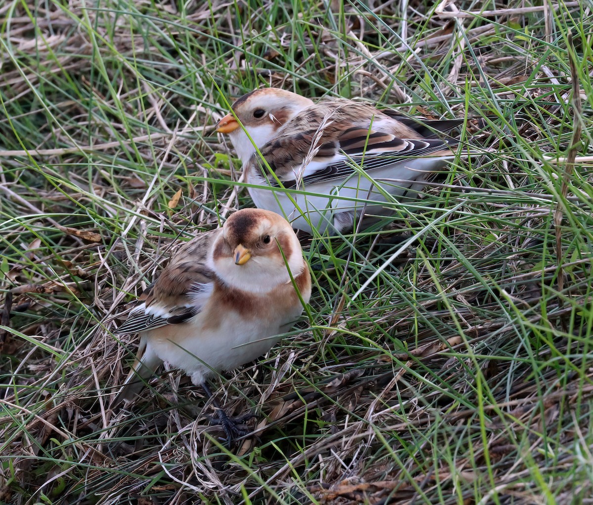 Snow Bunting - Charlotte Byers