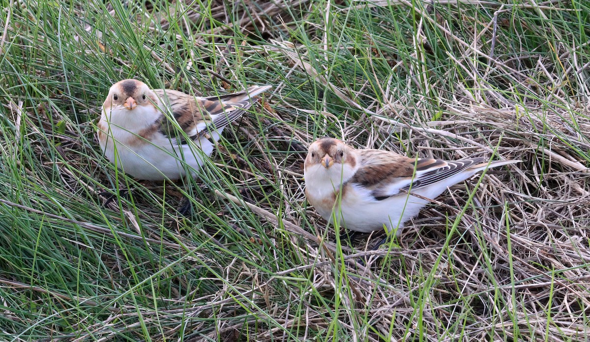 Snow Bunting - Charlotte Byers