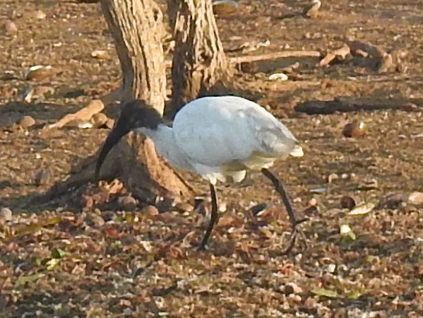 Black-headed Ibis - ML274560311