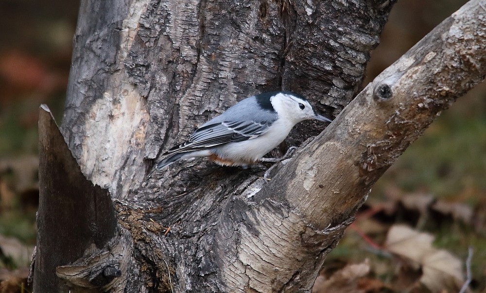 White-breasted Nuthatch - ML274560801