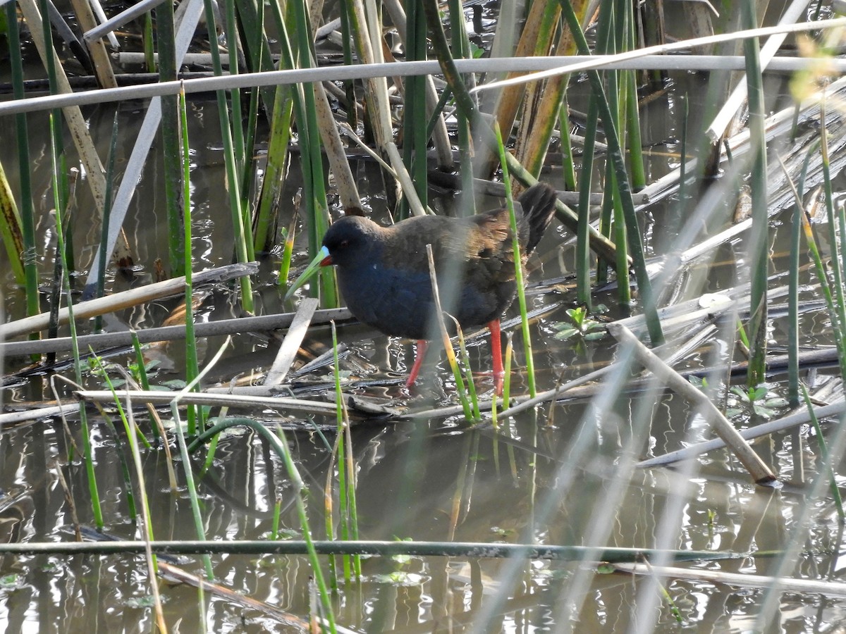 Plumbeous Rail - Gonzalo Diaz