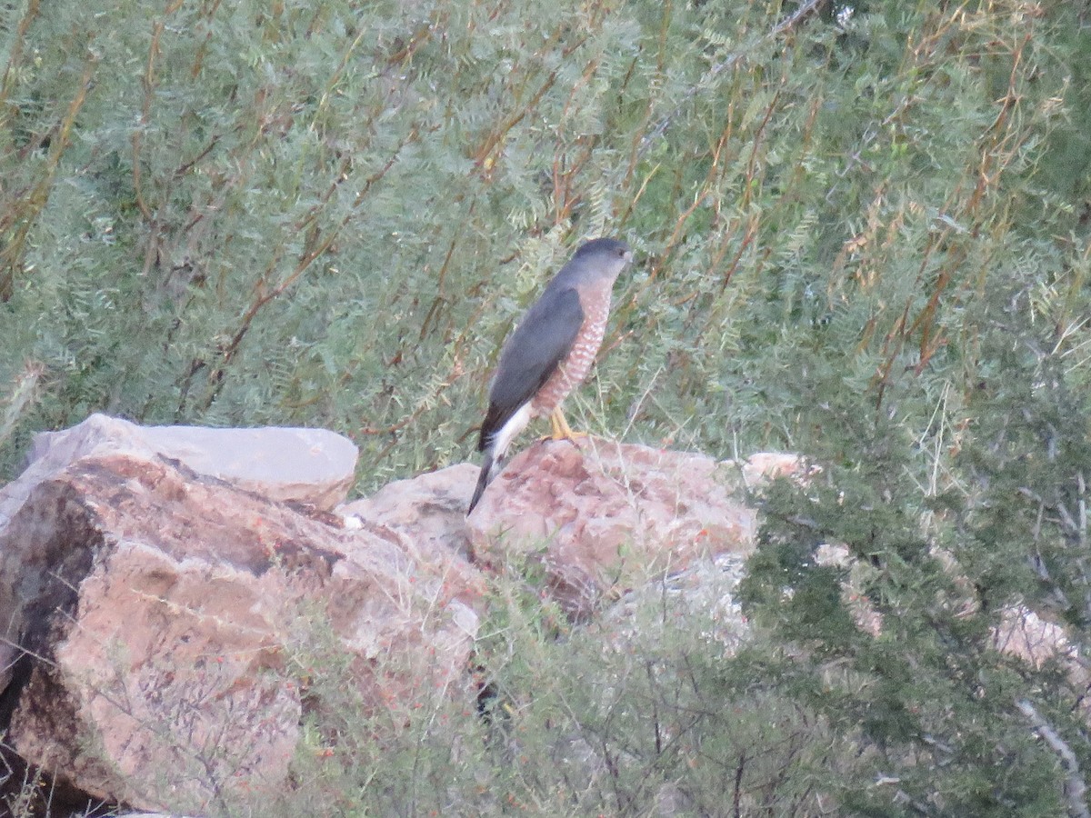 Cooper's Hawk - ML274562381