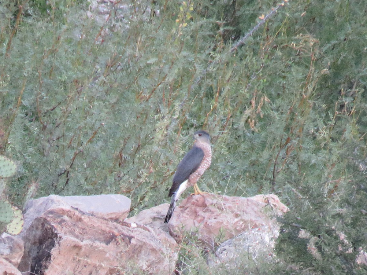 Cooper's Hawk - ML274562571