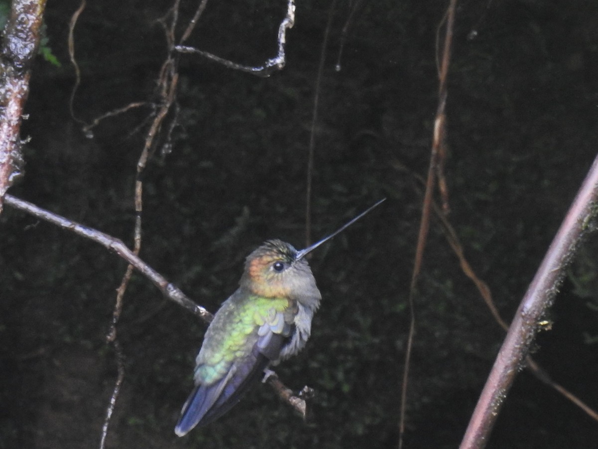 kolibřík zelenočelý - ML274562921