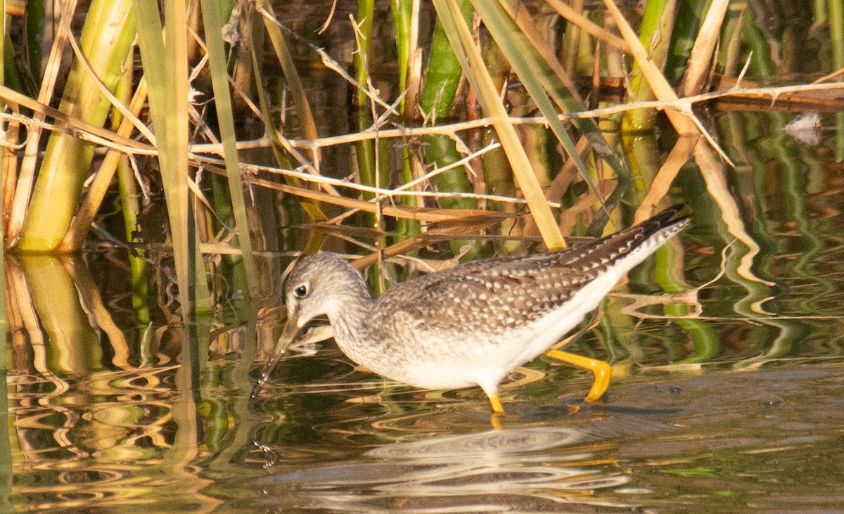 Greater Yellowlegs - John Salisbury