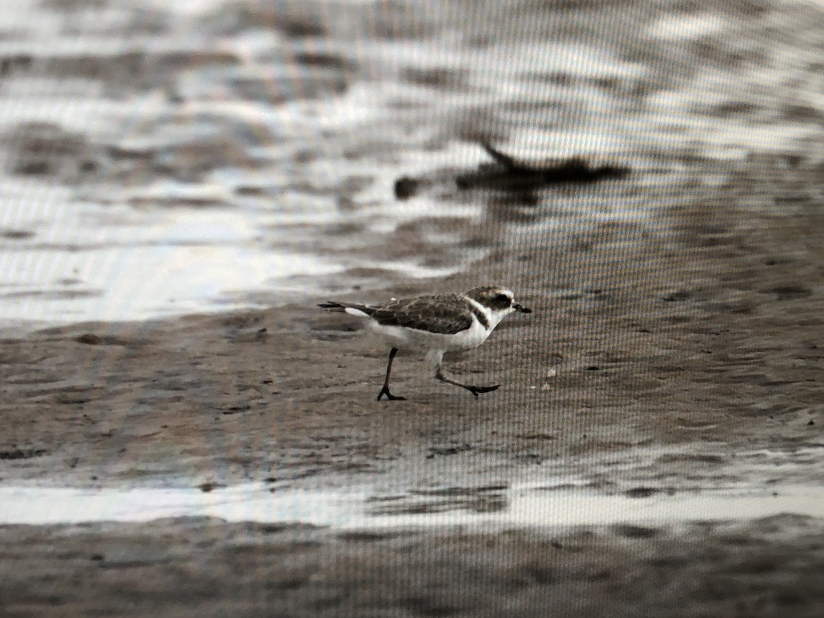 Snowy Plover - Daniel Leifheit