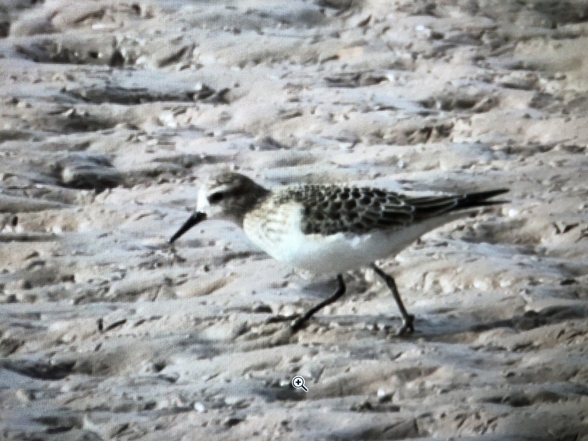 Baird's Sandpiper - ML274568861