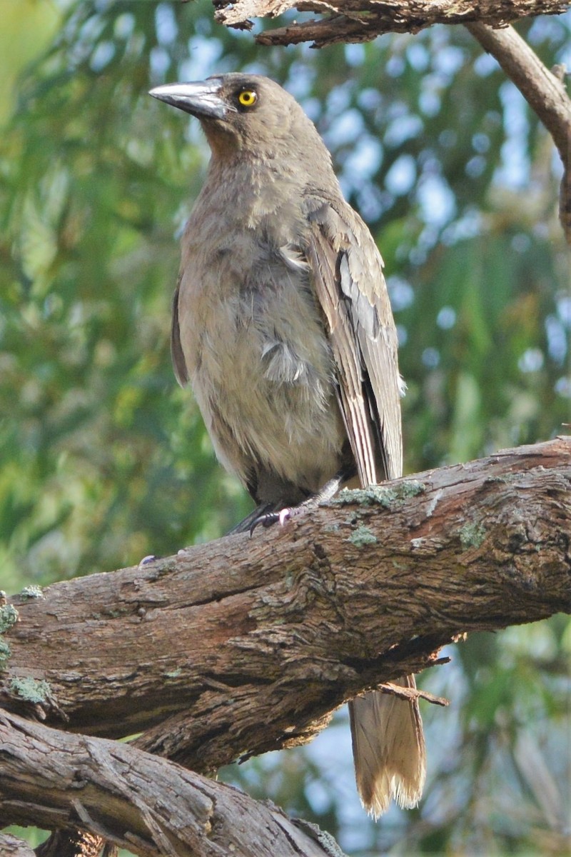 Gray Currawong (Gray) - ML27456901
