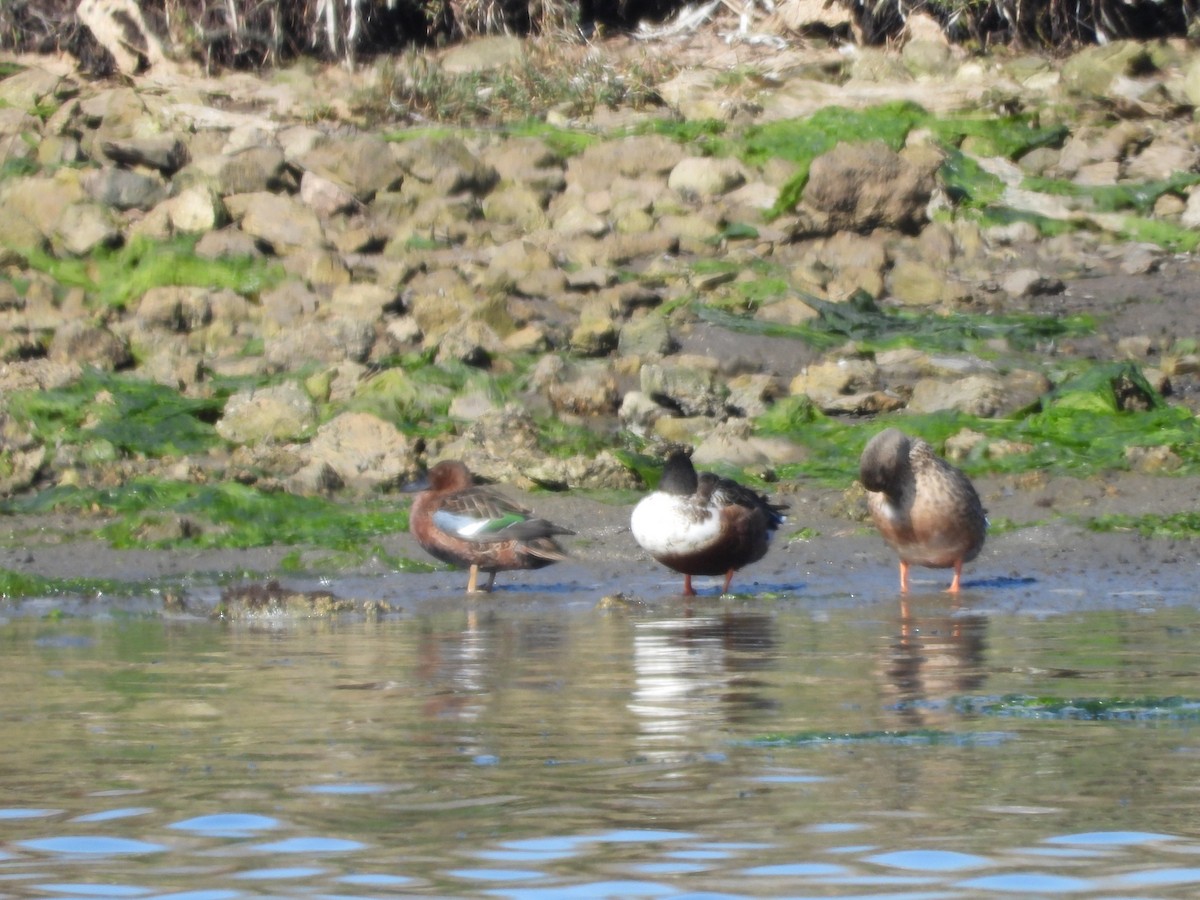 Cinnamon Teal - ML274574191