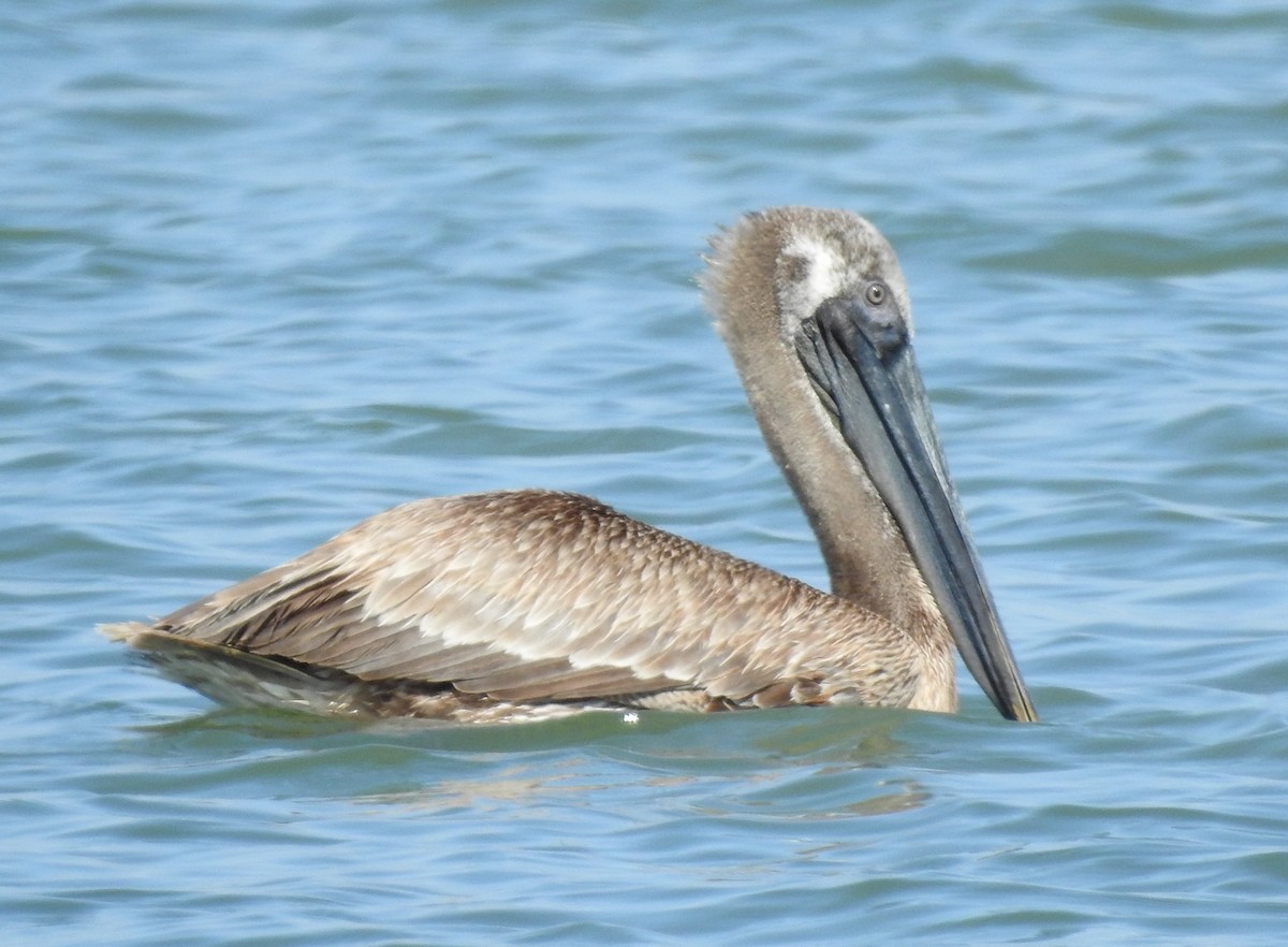 Brown Pelican - ML274575501