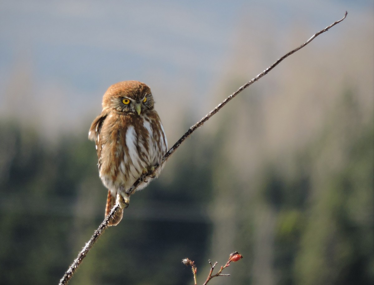 Austral Pygmy-Owl - ML274576191