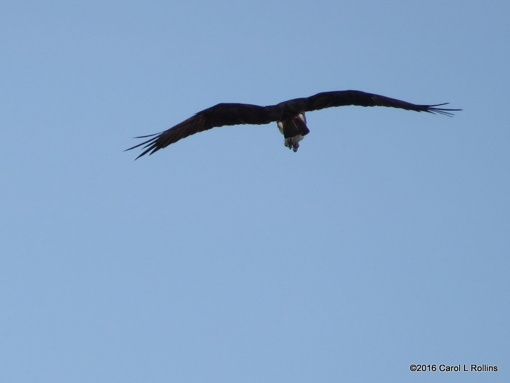 Balbuzard pêcheur - ML27457821