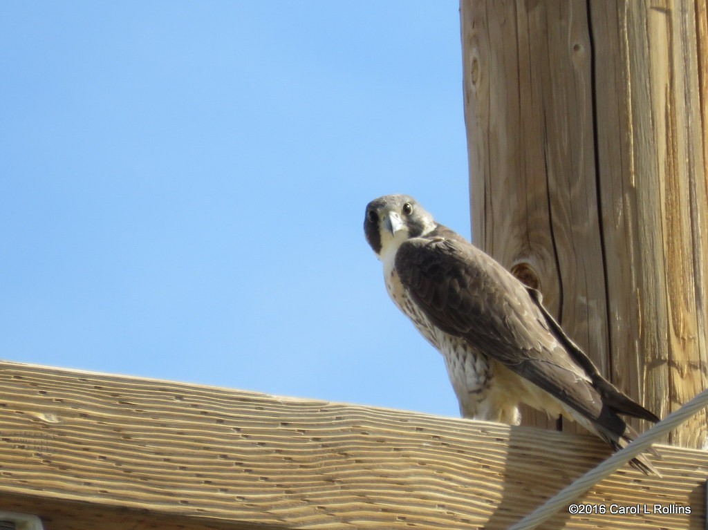 Peregrine Falcon - ML27457991