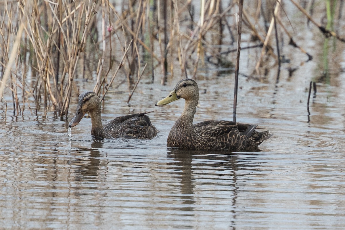Mottled Duck - Bruce Cyganowski